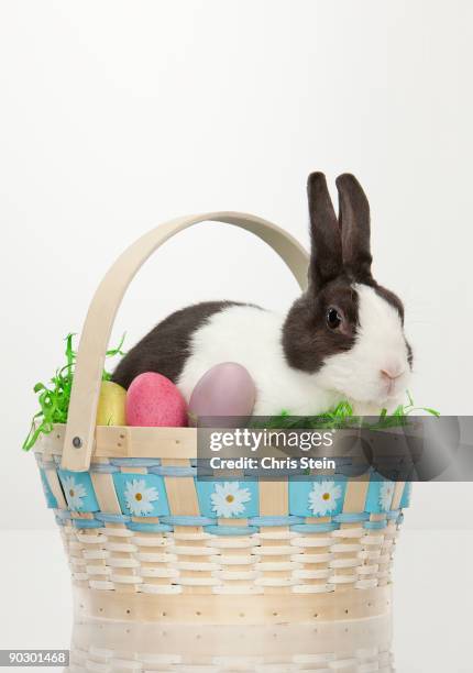 Chris Rabbit Photos and Premium High Res Pictures - Getty Images