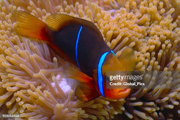 orange-fine anemonefish (amphiprion chrysopterus) - tuamotus imagens e fotografias de stock