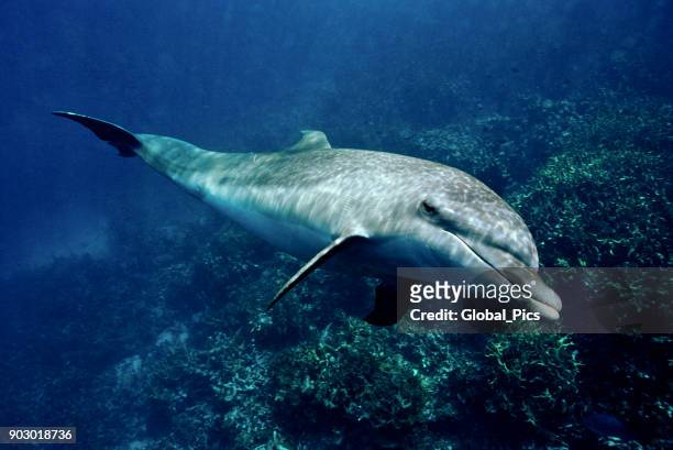 langsnuitdolfijn (stenella longirostris) - dolfijn stockfoto's en -beelden
