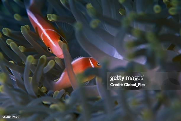 pink skunk clownfish and anemone - amphiprion akallopisos stock pictures, royalty-free photos & images