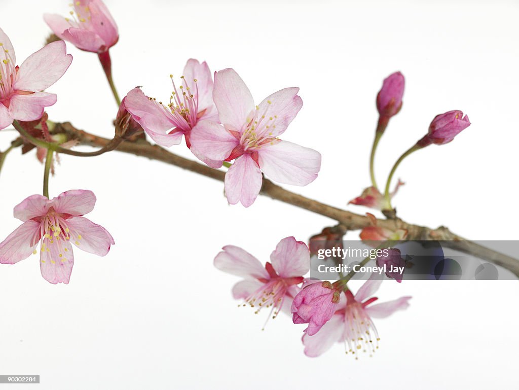 Close up of Japanese Cherry Blossoms