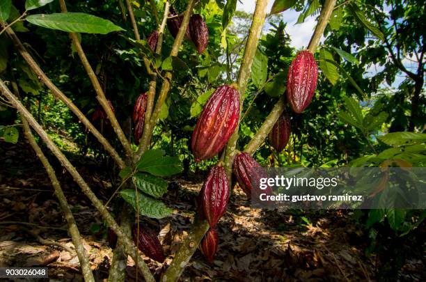 fresh red cocoa fruits - bolster stockfoto's en -beelden