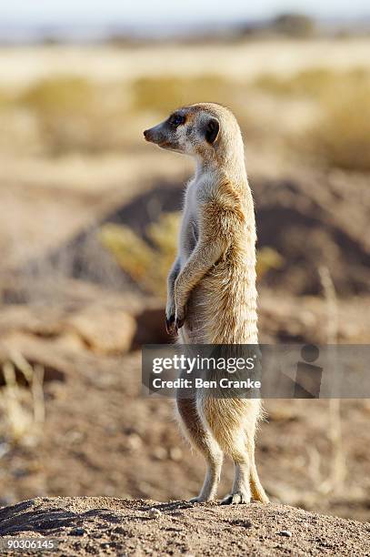 meerkat (suricata suricatta) - keetmanshoop stock pictures, royalty-free photos & images