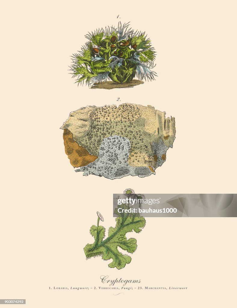 Cryptogam, Algae, Lichens, Mosses, Ferns, Victorian Botanical Illustration