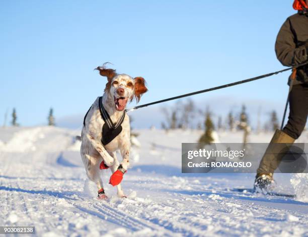 english setter running in the snow, oppland county norway - funny dogs stock pictures, royalty-free photos & images