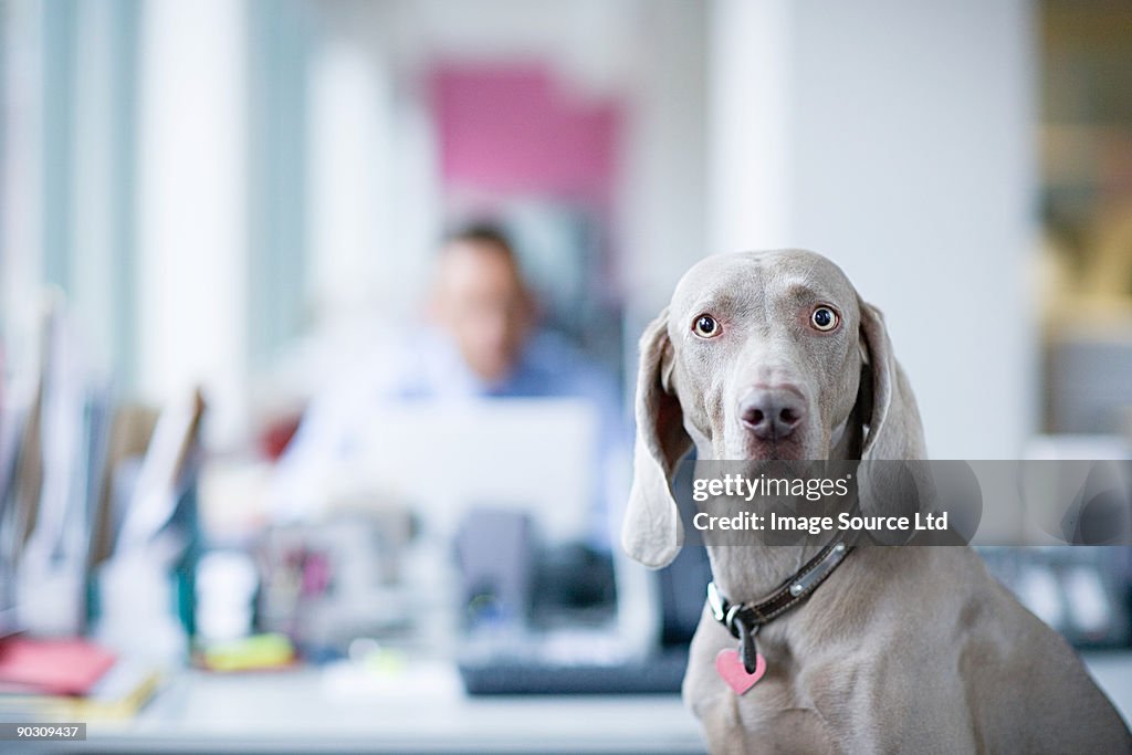 Weimaraner im Büro