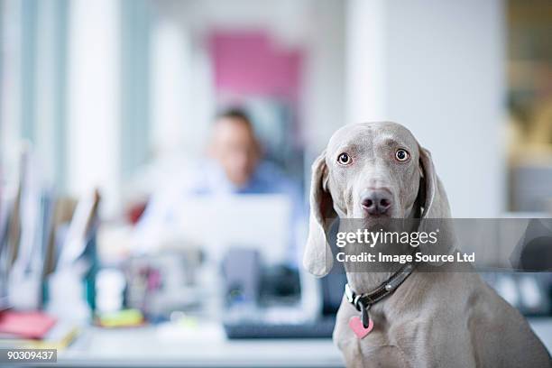 weimaraner in office - förvirrad bildbanksfoton och bilder