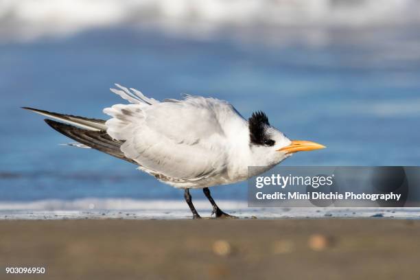 royal tern - royal tern 個照片及圖片檔