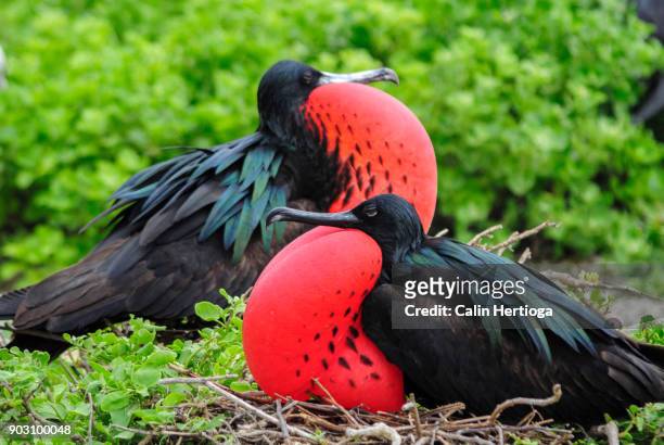 two male frigate birds opposing with their gonflated red neck pouches - frigate stock-fotos und bilder
