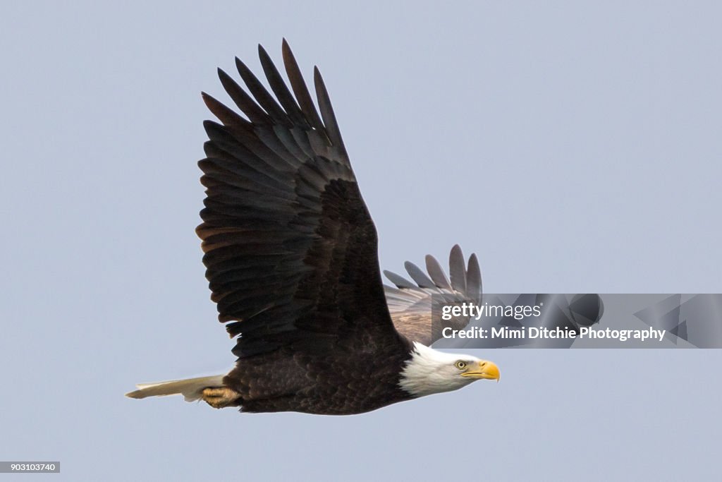 Eagle In Profile