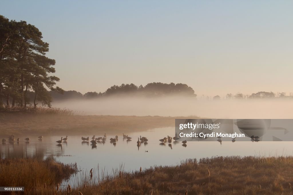 Geese in the Mist at Dawn