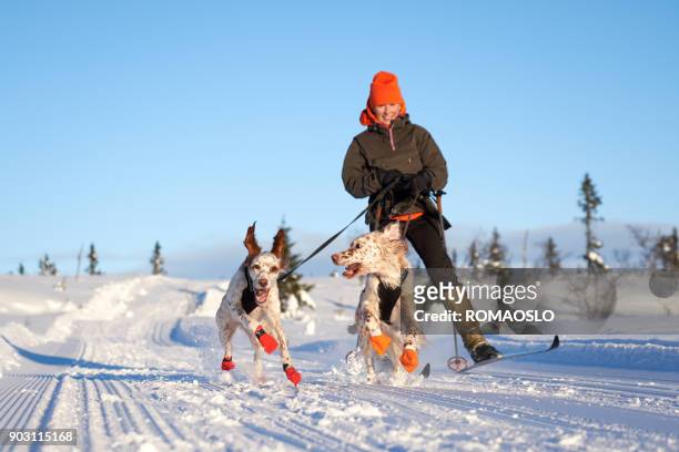 engelse setters uitgevoerd in de sneeuw, oppland county noorwegen - mature woman winter stockfoto's en -beelden