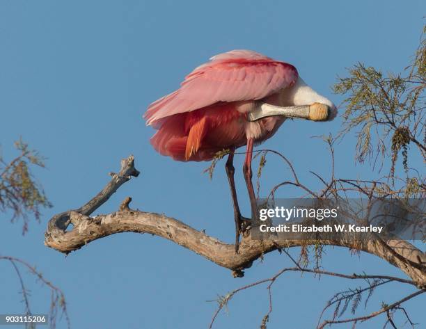 roseate spoonbill in a tree preening - roseate spoonbill stock pictures, royalty-free photos & images