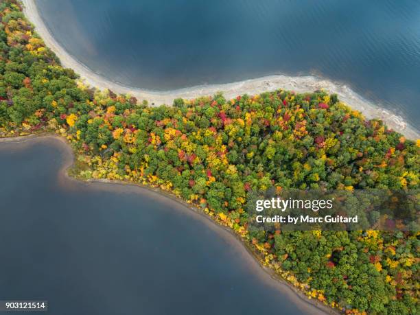 fall foliage, grand lake, new brunswick, canada - new brunswick canada 個照片及圖片檔