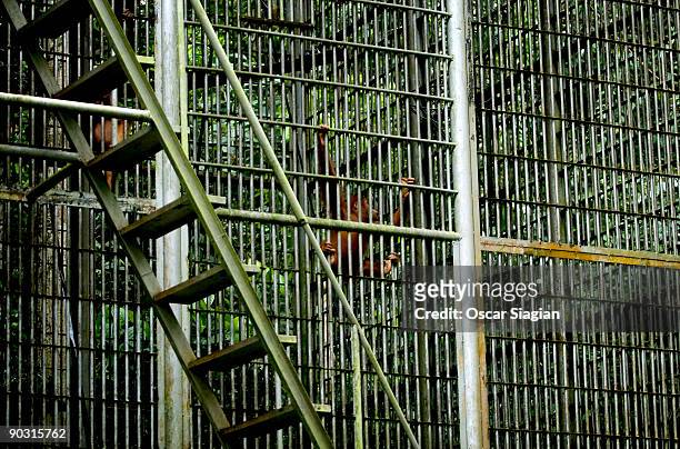 Sumateran orangutan hangs on it's cage in the forest at Bukit Tiga Puluh National Park June 29, 2009 in Jambi, Indonesia. More than 100 orangutans...
