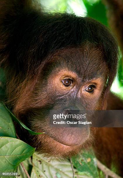 Sumateran orangutan hangs in the tree tops in the forest near Bukit Tiga Puluh National Park June 4, 2009 in Jambi, Indonesia. More than 100...