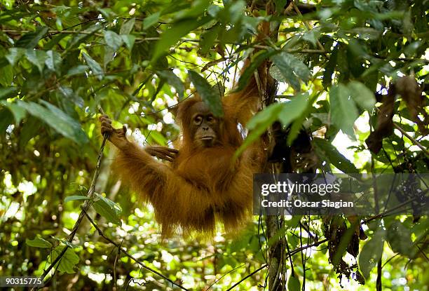Sumateran orangutan hangs in the tree tops in the forest near Bukit Tiga Puluh National Park June 1, 2009 in Jambi, Indonesia. More than 100...