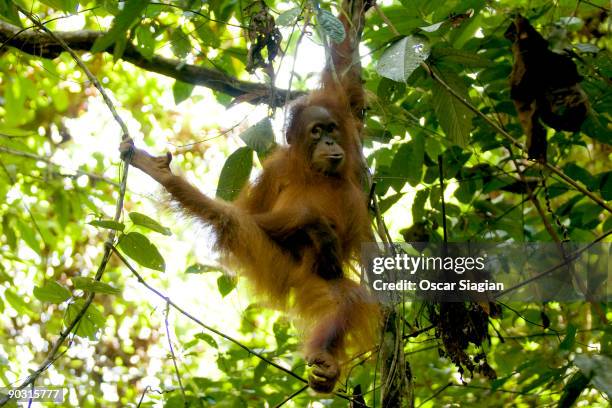 Sumateran orangutan hangs in the tree tops in the forest near Bukit Tiga Puluh National Park June 1, 2009 in Jambi, Indonesia. More than 100...