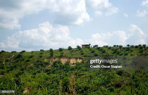 General view of the deforestation May 29, 2009 in Jambi, Indonesia. More than 100 orangutans live in Bukit Tiga Puluh National Park. A vast area of...