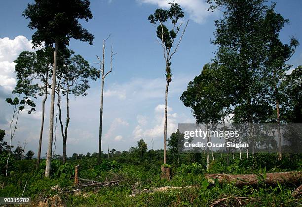 General view of the deforestation June 2, 2009 in Jambi, Indonesia. More than 100 orangutans live in Bukit Tiga Puluh National Park. A vast area of...