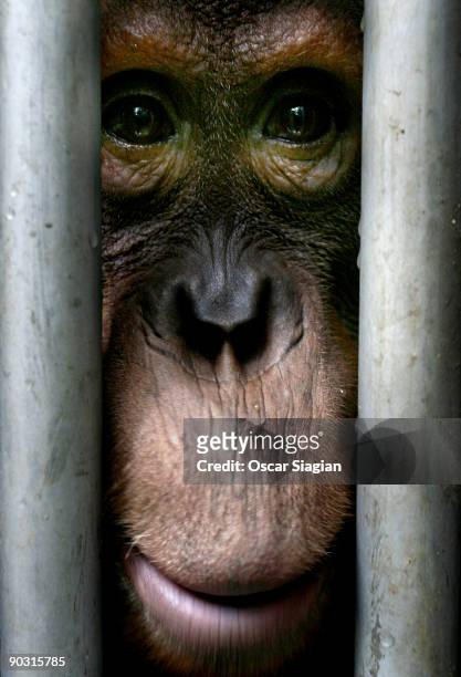 Sumateran Orangutan stares from behind it's cage at Bukit Tiga Puluh National Park May 29, 2009 in Jambi, Indonesia. More than 100 orangutans live in...