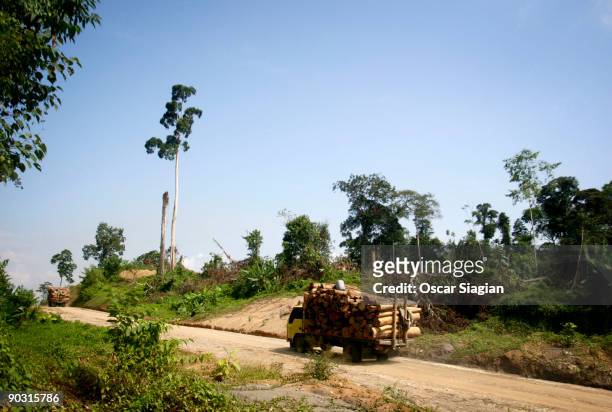 Trucks carrying logs make their way up a road June 29, 2009 in Jambi, Indonesia. More than 100 orangutans live in Bukit Tiga Puluh National Park. A...