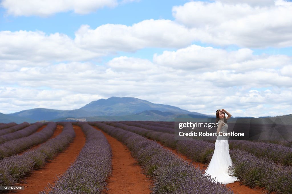 Flowers In Full Bloom At Bridestowe Lavender Estate