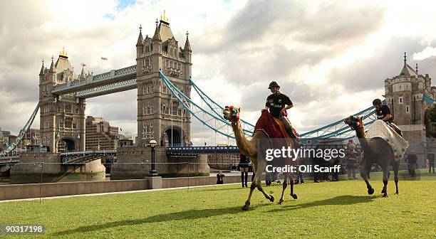 Two racing camels compete in front of Tower Bridge on September 3, 2009 in London, England. The camels are the new mascots of Saracens Rugby Club and...