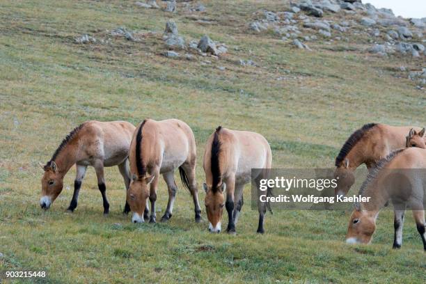 Group of Przewalski's horses , an endangered species, in Hustain Nuruu National Park, Mongolia.
