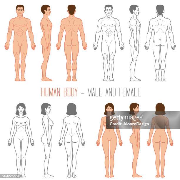 illustrations, cliparts, dessins animés et icônes de femelle et mâle du corps humain - body silhouette