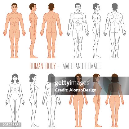 Human Body Male and Female Human Body Male and Female