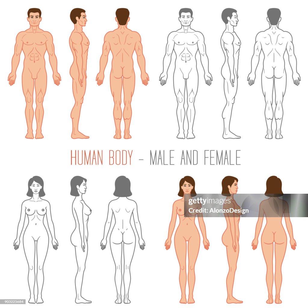 Human Body Male and Female