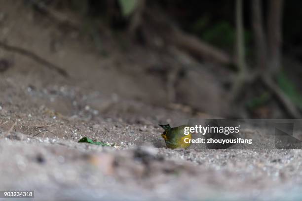 the red-billed leiothrix bird - red billed leiothrix stock pictures, royalty-free photos & images