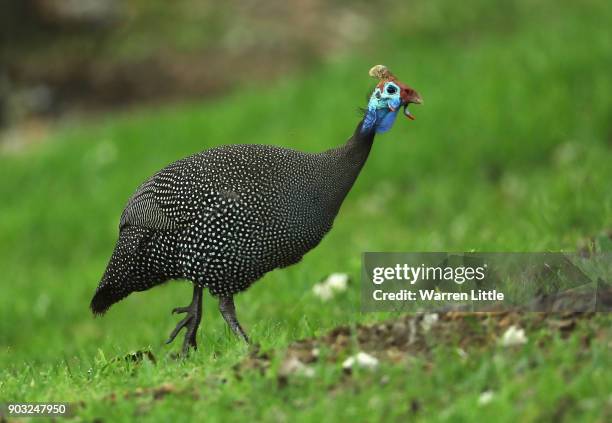 Guinea fowl is pictured during previews ahead of the BMW South African Open Championship at Glendower Golf Club on January 10, 2018 in Johannesburg,...