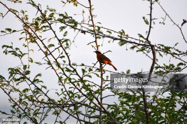 white-browed robin-chat (cossypha heuglini). - kasese stock-fotos und bilder