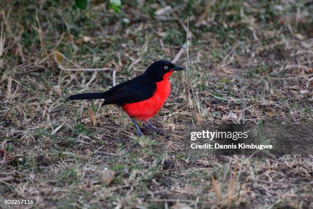 black-headed gonolek (laniarius erythrogaster). - kasese stock-fotos und bilder