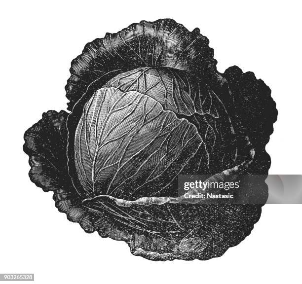 cabbage - cabbage leafs stock illustrations