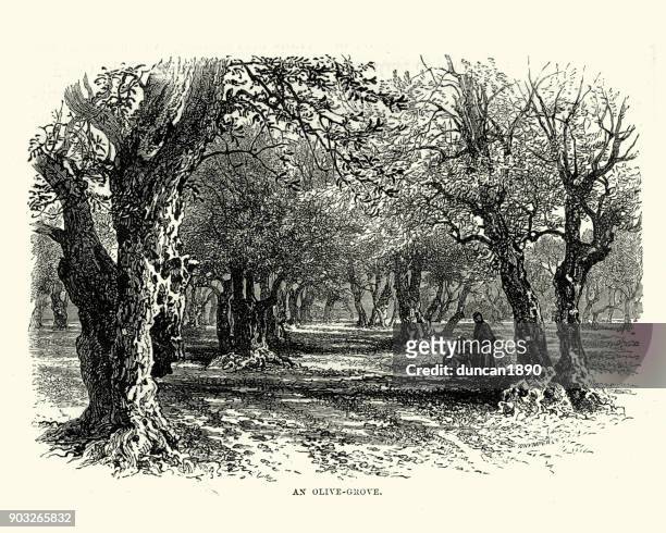 olive grove in the holy land, 19th century - olive tree stock illustrations