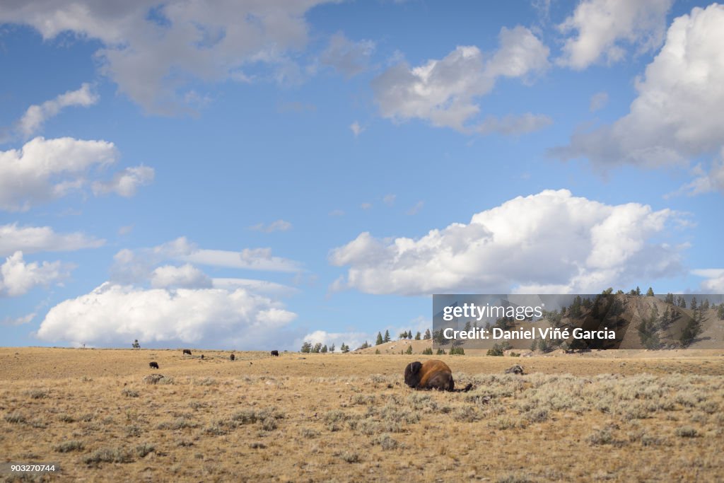 Buffalo or Bison and Wilderness in Yellowstone