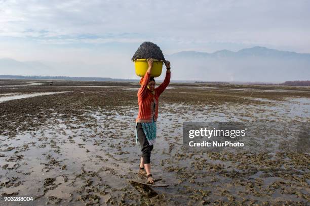 Kashmiri woman carries a tub full of chestnuts on her head, after harvesting them from mud and weed, as she walks on marsh with a short wooden skis,...