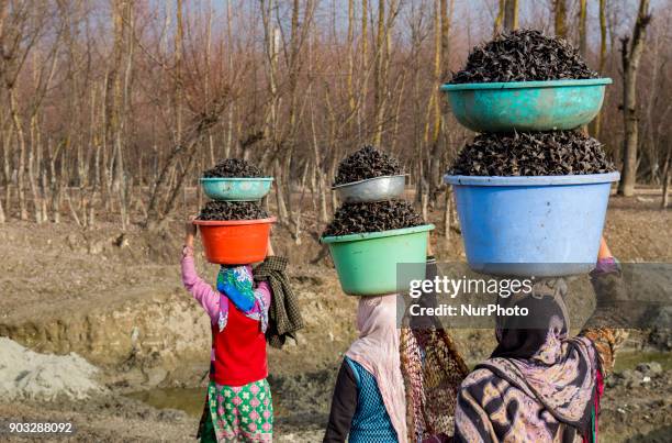 Kashmiri women carrying tubs full of water chestnuts on their heads, as they are silhouetted against the sun, after harvesting them from mud and...