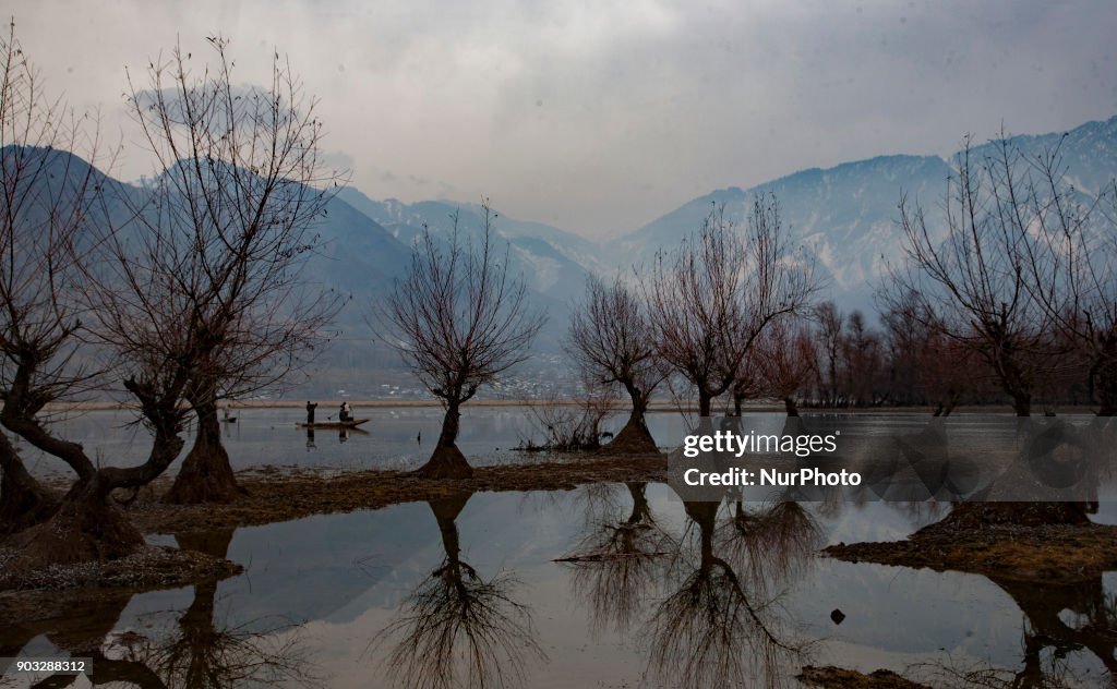 Kashmir Harvests Water Chestnuts