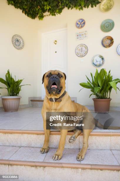 bullmastiff in spain. - bull mastiff stock-fotos und bilder