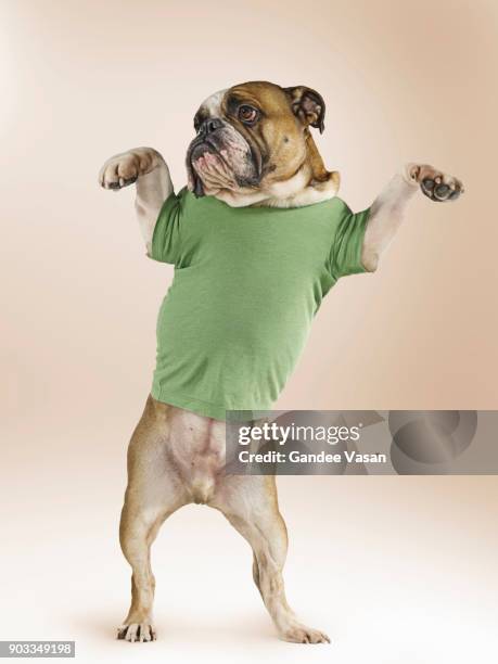 standing bulldog wearing t-shirt - gandee stock pictures, royalty-free photos & images