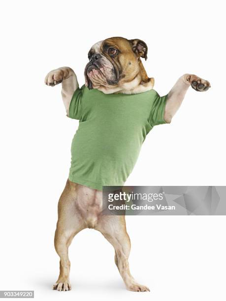 standing bulldog wearing t-shirt on white background - gandee stock pictures, royalty-free photos & images