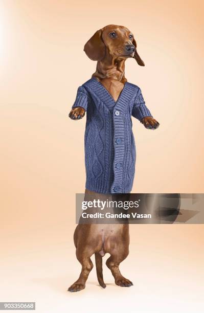 standing dashchund dog wearing blue cardigan - gandee stockfoto's en -beelden