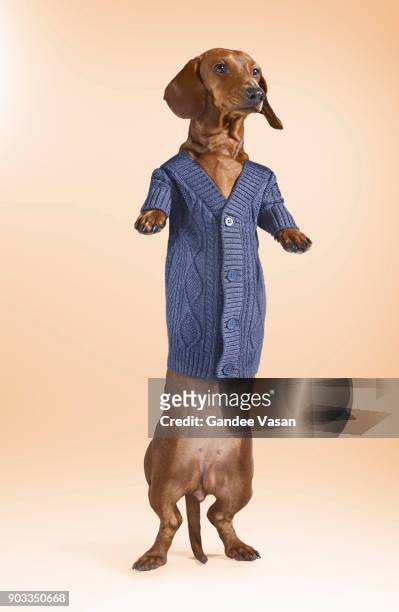 standing dashchund dog wearing blue cardigan - portrait offbeat stock pictures, royalty-free photos & images