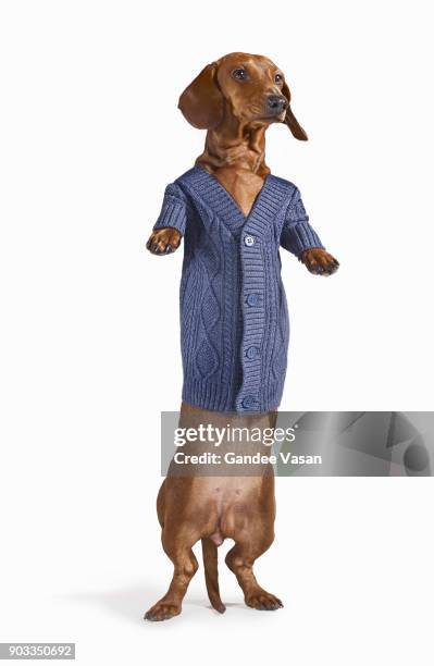 standing dashchund dog wearing blue cardigan on white background - gandee stock pictures, royalty-free photos & images
