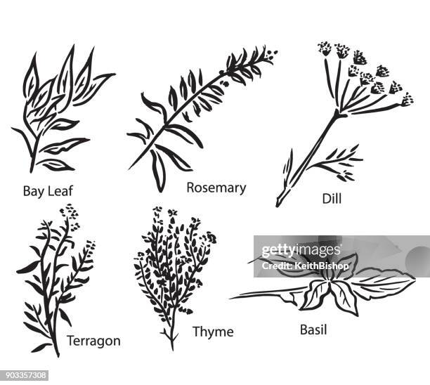 stockillustraties, clipart, cartoons en iconen met vectorillustraties van diverse specerijen of kruiden - tijm
