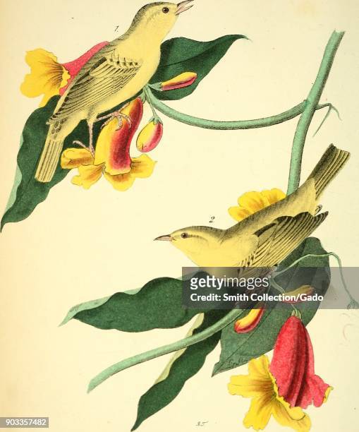 Color illustration depicting male and female Yellow Warblers perched on the stems of Ramping Trumpet Flowers from the volume "The birds of America:...